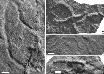 Helminthopsis ás - A nyomfosszíliák szerepe az őskörnyezeti értelmezésben: áttekintés