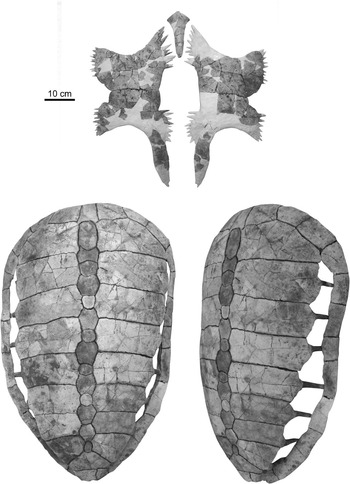 More-complete remains of Procolpochelys charlestonensis (Oligocene ...