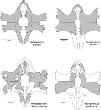 More-complete remains of Procolpochelys charlestonensis (Oligocene ...