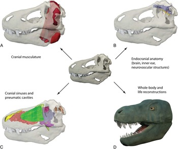 DIGITAL RECONSTRUCTION OF SOFT-TISSUE STRUCTURES IN FOSSILS | The