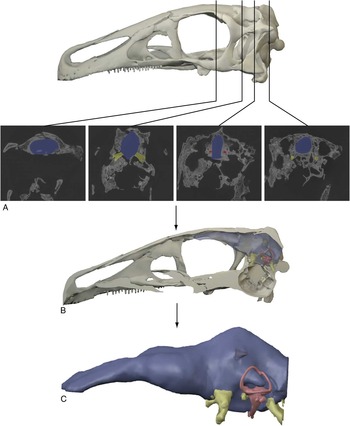 DIGITAL RECONSTRUCTION OF SOFT-TISSUE STRUCTURES IN FOSSILS | The