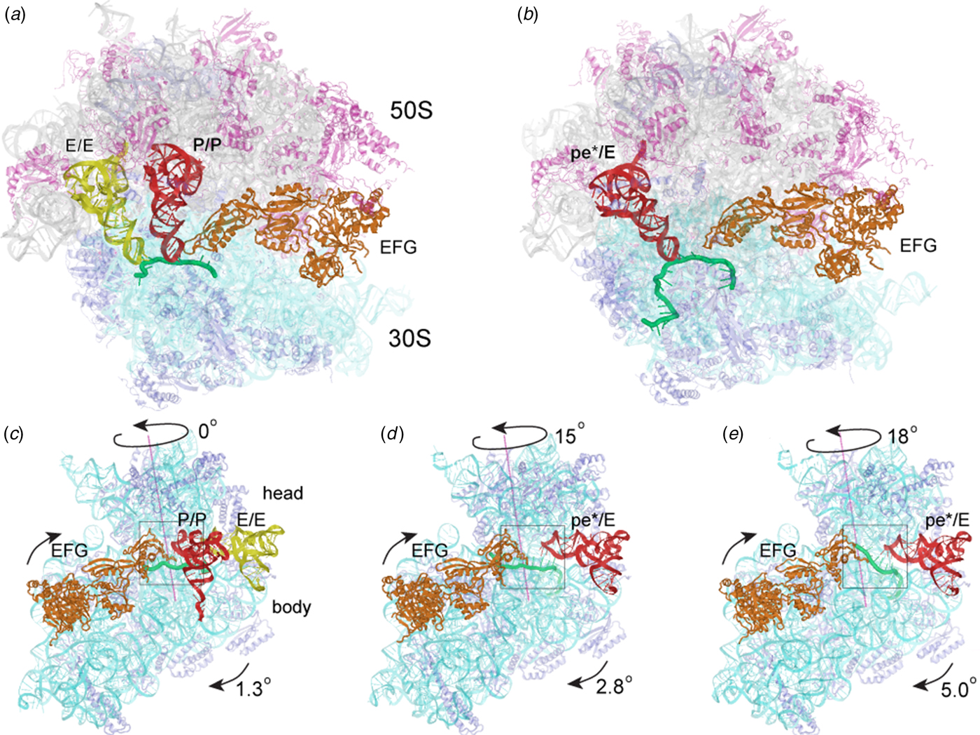 Ribosome Structural Dynamics In Translocation: Yet Another Functional ...