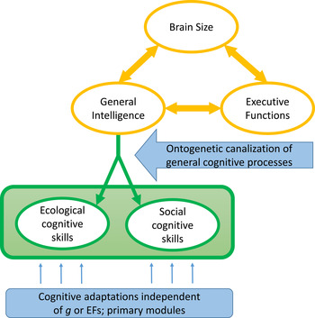 The Evolution Of General Intelligence | Behavioral And Brain Sciences ...