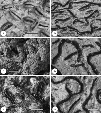 A world-wide key to the genus Graphis (Ostropales: Graphidaceae) | The ...