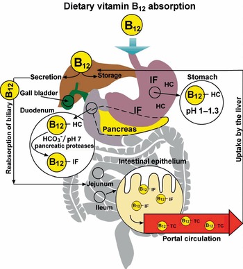 PDF) PROTON PUMP INHIBITOR USE AND VITAMIN B12 DEFICIENCY IN A LEBANESE  POPULATION