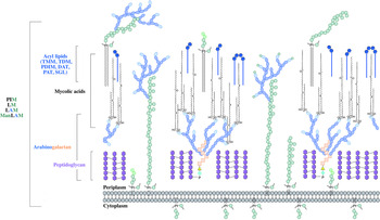 Mycobacterial cell wall biosynthesis: a multifaceted antibiotic 