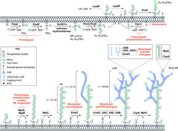 Mycobacterial cell wall biosynthesis: a multifaceted antibiotic 