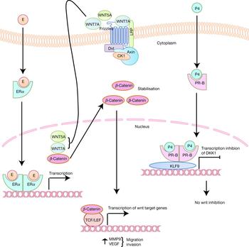 Oestrogen, progesterone and stem cells: the discordant trio in ...