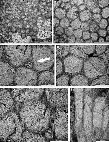 Dianulites (Trepostomata, Bryozoa) from the Early Ordovician of