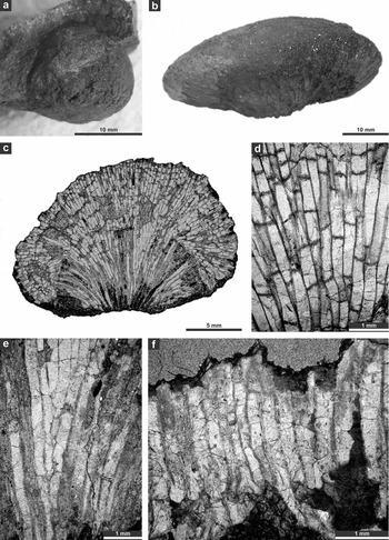 Dianulites (Trepostomata, Bryozoa) from the Early Ordovician of