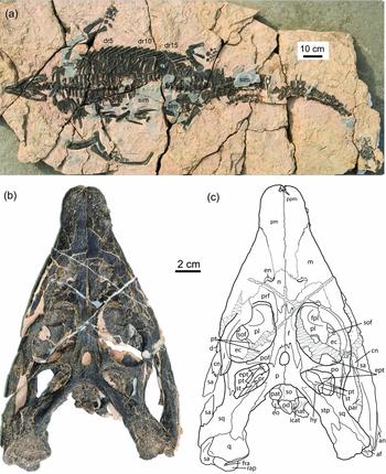 A new species of Largocephalosaurus (Diapsida: Saurosphargidae), with ...