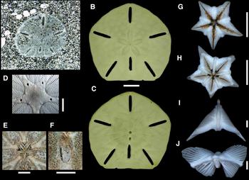 PDF) A rare specimen of bifurcated Holothuria (Halodeima) grisea  (Echinodermata: Holothuroidea) from southern Brazil