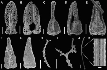 PDF) A rare specimen of bifurcated Holothuria (Halodeima) grisea  (Echinodermata: Holothuroidea) from southern Brazil
