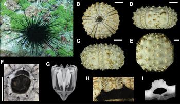 PDF) A rare specimen of bifurcated Holothuria (Halodeima) grisea  (Echinodermata: Holothuroidea) from southern Brazil