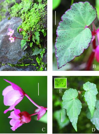 AN INFRASPECIFIC TAXONOMIC REVISION OF BEGONIA MICRANTHERA (BEGONIACEAE) |  Edinburgh Journal of Botany | Cambridge Core