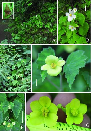 AN INFRASPECIFIC TAXONOMIC REVISION OF BEGONIA MICRANTHERA (BEGONIACEAE) |  Edinburgh Journal of Botany | Cambridge Core