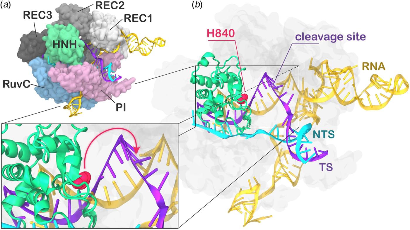 Key Role Of The REC Lobe During CRISPR–Cas9 Activation By ‘sensing ...