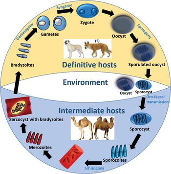 sarcocystis treatment in dogs