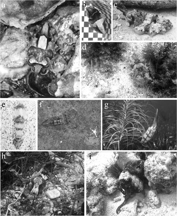 Defence (Chapter Five) - Cephalopod Behaviour