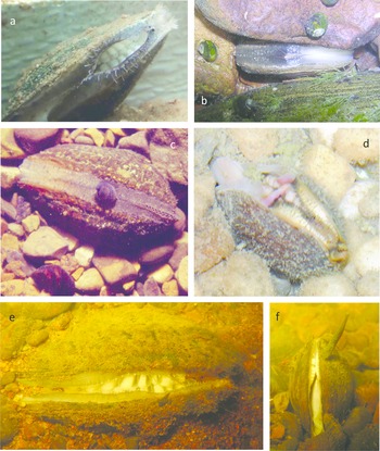 Some pearly mussel species produce lures or conglutinates that elicit