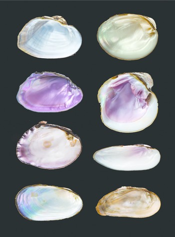 Shells are found in a small water pool, and colorful pearls are collected  after opening mussels 