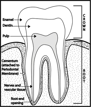 Dental Emergencies Chapter 4 Clinical Manual Of Emergency Pediatrics