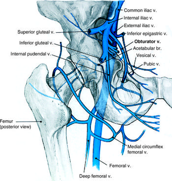 The Anatomy of the Pelvic Girdle and Pelvic Fractures