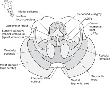 inferior colliculus cross section