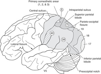 left parietal occipital lobe