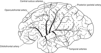 Anatomy Of The Gross Brain Chapter 2 The Brain And Behavior