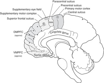 The Frontal Lobe and the Prefrontal Cortex