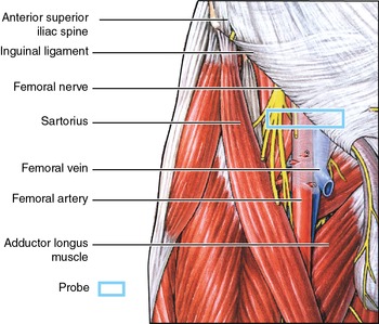 femoral artery and vein