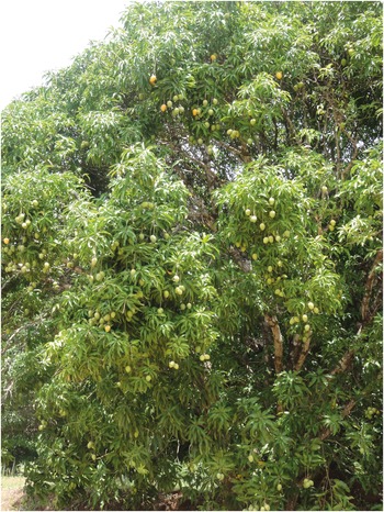 Spain, La Gomera, Mango tree in full bloom stock photo