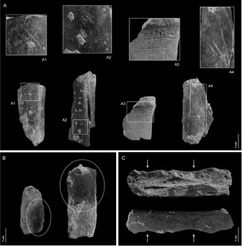 PDF) Systematic butchering of fallow deer (Dama) at the early middle  Pleistocene Acheulian site of Gesher Benot Ya'aqov (Israel)