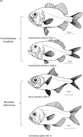 Centroberyx australis