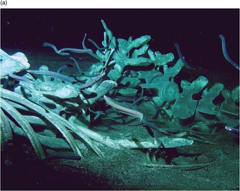 Systematic Description of Deep-Sea Fishes (Chapter 4) - Deep-Sea