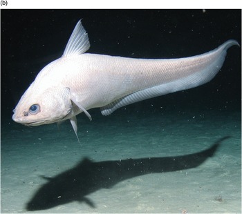 Systematic Description of Deep-Sea Fishes (Chapter 4) - Deep-Sea Fishes