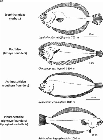 Western Blobfish, Psychrolutes occidentalis - The Australian Museum