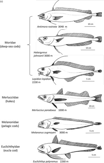 Systematic Description of Deep-Sea Fishes (Chapter 4) - Deep-Sea