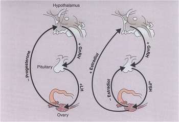 Menstrual Cycle Physiology - PORTAL MyHEALTH