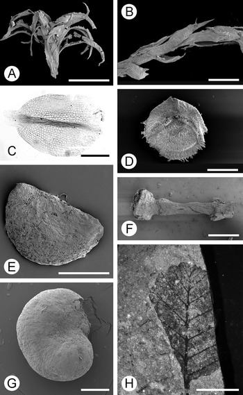 After The Heat Late Eocene To Pliocene Climatic Cooling And Modification Of The Antarctic Vegetation Chapter 9 The Vegetation Of Antarctica Through Geological Time