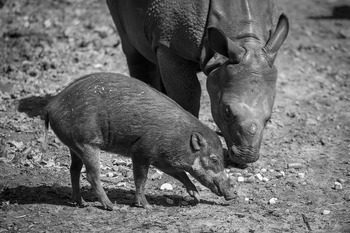Ex-situ Conservation of Wild Pigs and Peccaries: Roles, Status ...