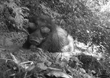 Forest Hog Hylochoerus meinertzhageni (Thomas 1904) (Chapter 11 ...