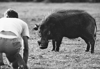 Forest Hog Hylochoerus meinertzhageni (Thomas 1904) (Chapter 11 ...