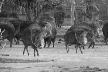 Ex-situ Conservation of Wild Pigs and Peccaries: Roles, Status ...
