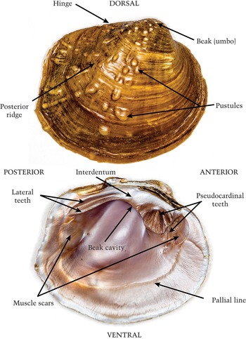 mussel anatomy
