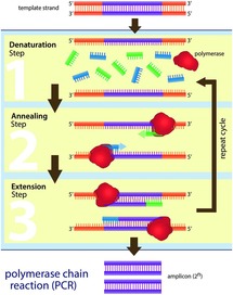 cycle reaction