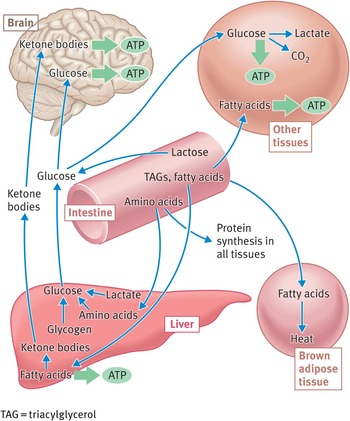 Carbohydrate and Fat Metabolism