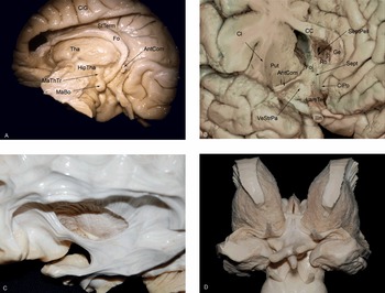 Neuroanatomy Art Print Brain Anatomy Cross Section -  Norway