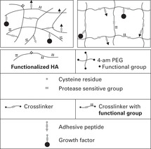 Integrative mechanobiology